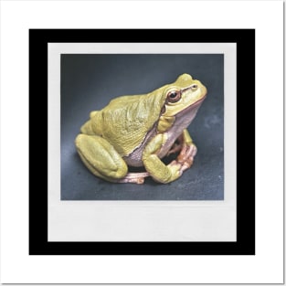 Meditating Frog Cute Photograph Peace & Love Picture Posters and Art